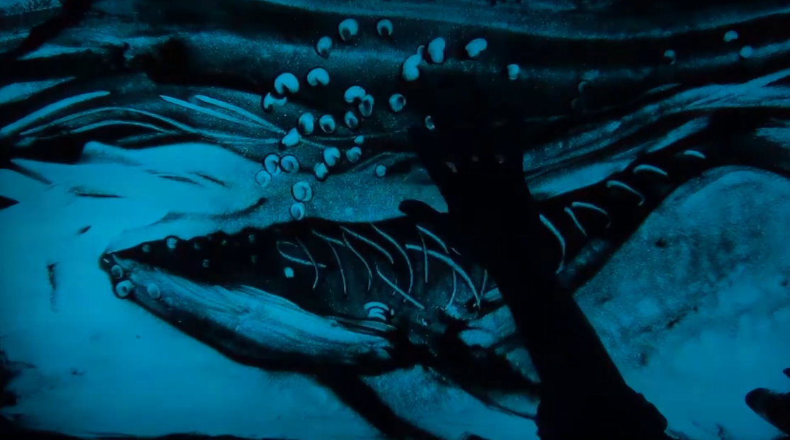 Historia de Ballenas